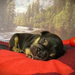 F1B Frenchton