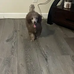 Poodle mini