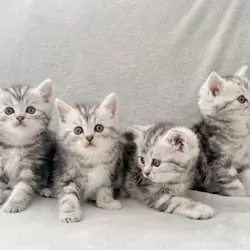 Teacups Persian Kittens For Sale