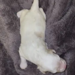 Maltipoo mix puppy