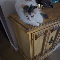 Free kittens and cats