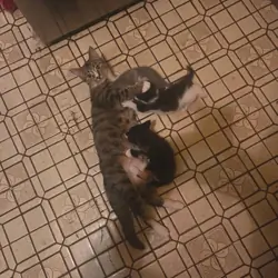 Free kittens and cats