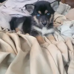 Puppies
