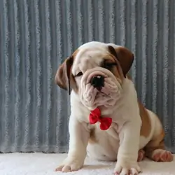Chunky English Bulldog Puppies