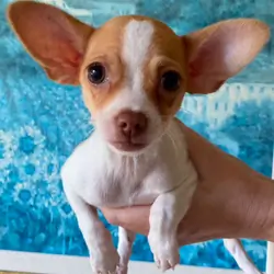 3 Month Old Male Chihuahua Tan & White 3 Pounds