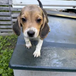 Beagle Puppies