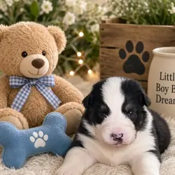 Australian Shepherd Puppies