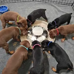 European Doberman Puppies