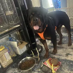 Rehoming both akc Rottweilers