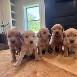 Golden Retriever AKC Puppies