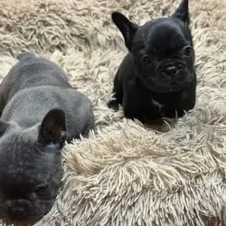 French bulldogs