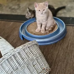 Kittens