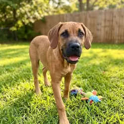 Cane Corso