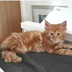Maine Coon Kittens