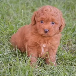 Charlie – goldendoodle – Labradoodle