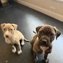 Male And Female Standard American Bull Terriers