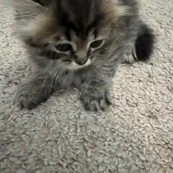 Persian mix kittens