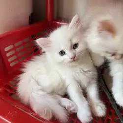 Persian mix kittens