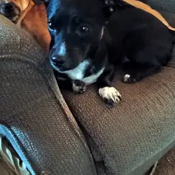 Need to find a forever home for this sweet girl