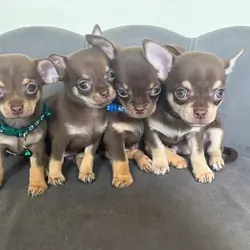 Ready Now AKC Reg Chocolate Chihuahuas