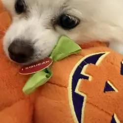 Pomeranian puppy