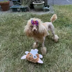 Tiny toy poodle