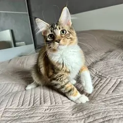 Maine Coon