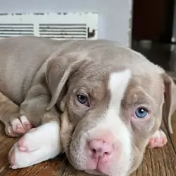 Beautiful Blue Pit Bull Puppy