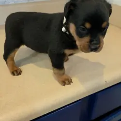 * Rottweiler Puppies*