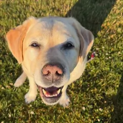 Beautiful Labrador Retriever Puppy Available