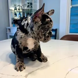 Adorable French Bulldog Puppies Ready for Loving