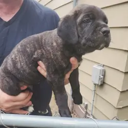 Cane corso puppy