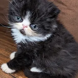 Traditional Persian kittens
