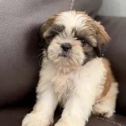 Shih Tzu Puppies – 2 Boys & 1 Girl Available