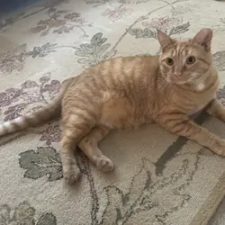 Less than one year old male orange cat seeks home.