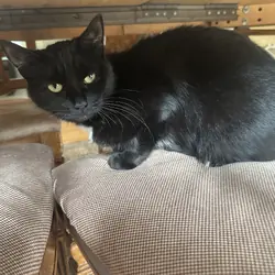 Slightly more than one year old cat needs home.