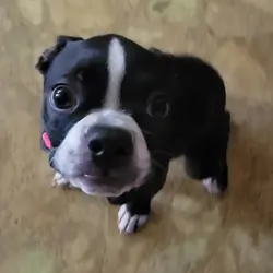 Boston terrier