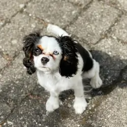Gorgeous Cavalier king charles girl available