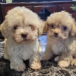 Male maltipoo pups