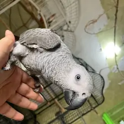 African grey Parrot