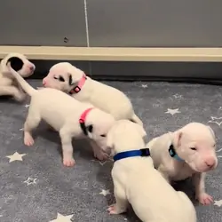 4-weeks-old and 8 weeks Dogo Argentino puppies – R