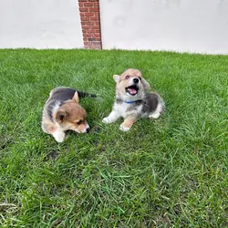 Pembroke Welsh Corgi Puppies For Sale