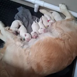 Golden retriever Puppies Available