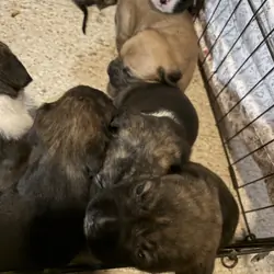 Boxer puppies