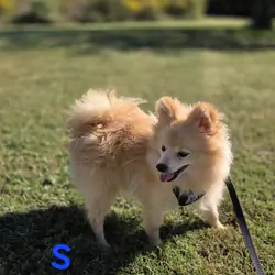 Snickerdoodle