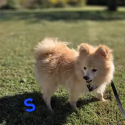 Snickerdoodle