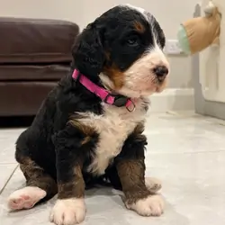 Bernedoodle Puppies For Sale