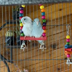 3 Parrotlets