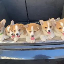 Pembroke Welsh Corgi Puppies Available.