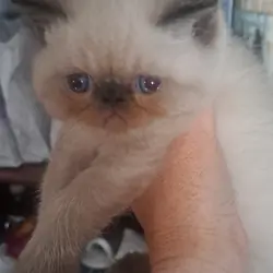Male Persian Kitten